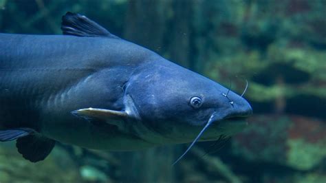 catfish whiskers|catfish whiskers dangerous.
